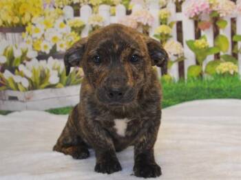 German Shepherd Dog and Mixed Breed Dogs Available for Adoption in Oroville, California - SWIRL | PetCurious
