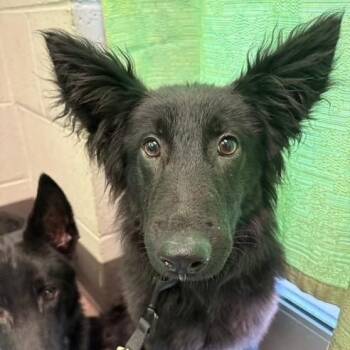 Dixie Mae -  German Shepherd Dog Dog for Adoption in Williston, Vermont - Dixie Mae | PetCurious