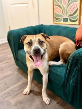 Chanel Belle Your Bestie for Life -  Boxer Dog for Adoption in Friendswood, Texas - Chanel Belle Your Bestie For Life | PetCurious