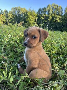 Hound Dogs Available for Adoption in Nashville, Tennessee - Reeses | PetCurious