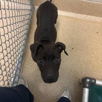 Esther -  Pit Bull Terrier Dog for Adoption in Bristol, Indiana - Esther | PetCurious