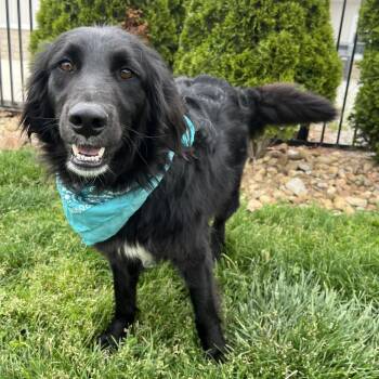 Mixed Breed Dogs Available for Adoption in Canal Winchester, Ohio - Ferdinand | PetCurious