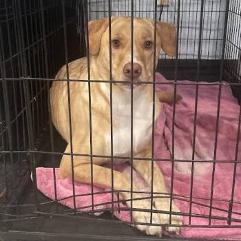Chip -  Labrador Retriever and Mixed Breed Dog for Adoption in Port Charlotte, Florida - Chip | PetCurious