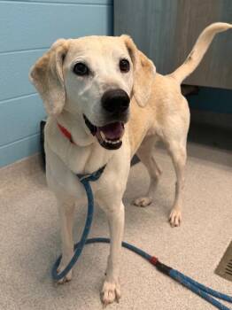 Joey -  Mixed Breed Dog for Adoption in Frankfort, Kentucky - Joey | PetCurious
