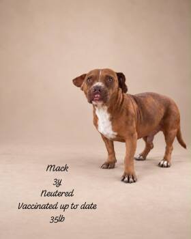 Mack (Out of Town) -  Boxer Dog for Adoption in New York, New York - Mack (Out Of Town) | PetCurious