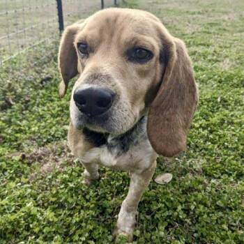 Beagle Dogs Available for Adoption - Little Benny | PetCurious