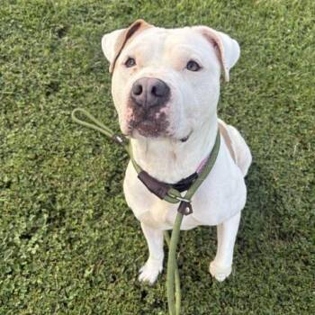 Eva -  Pit Bull Terrier Dog for Adoption in Mooresville, Indiana - Eva | PetCurious