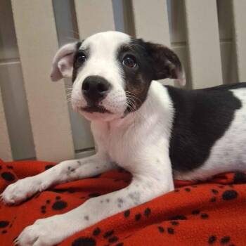 Ruth Bader Ginsburg -  Australian Shepherd and Shepherd Dog for Adoption in Beaumont, Texas - Ruth Bader Ginsburg | PetCurious
