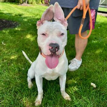 Tori -  Pit Bull Terrier Dog for Adoption in Addison, Illinois - Tori | PetCurious