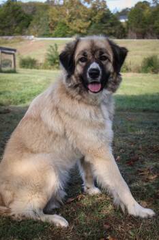 Rescue Mixed Breed Dogs for Adoption in Columbia, Tennessee - Millie | PetCurious