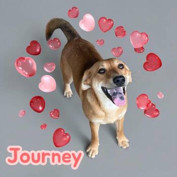 Journey Fun-Loving 40 lb Pup. Great With Dogs, Ready for Adventu -  Mixed Breed Dog for Adoption in Chuckey, Tennessee - Journey Fun-Loving 40 Lb Pup. Great With Dogs, Ready For Adventu | PetCurious