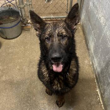 German Shepherd Dog Dogs Available for Adoption - Troy | PetCurious