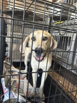 Rescue Labrador Retriever Dogs for Adoption in Lawrenceburg, Tennessee - LUKA | PetCurious