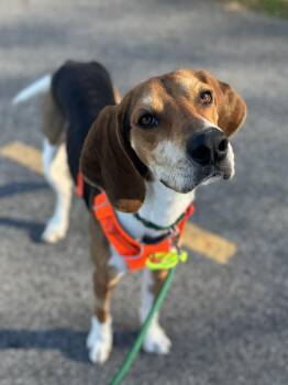 Rescue Foxhound Dogs for Adoption in Columbus, Ohio - Antony | PetCurious