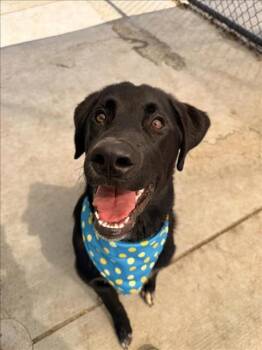 Labrador Retriever and Mixed Breed Dogs Available for Adoption - SHADOW | PetCurious