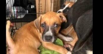Gretchen - MG Litter -  Boxer Dog for Adoption in Hewitt, Texas - Gretchen - MG Litter | PetCurious