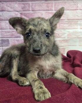 Hornet -  Australian Shepherd Dog for Adoption in Sedalia, Colorado - Hornet | PetCurious