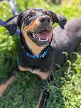 Dachshund Dogs Available for Adoption in Cuyahoga Falls, Ohio - Birdo | PetCurious