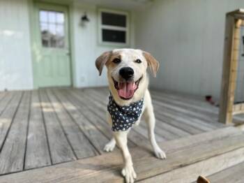 August Best Friends -  Labrador Retriever and Australian Cattle Dog Blue Heeler Dog for Adoption in Friendswood, Texas - August Best Friends | PetCurious