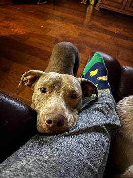 Luna Lovey Smiley Girl -  American Staffordshire Terrier and Pit Bull Terrier Dog for Adoption in Friendswood, Texas - Luna Lovey Smiley Girl | PetCurious