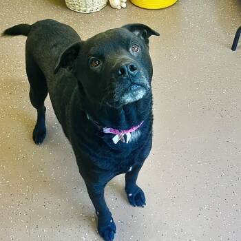 Black Labrador Retriever and Mixed Breed Dogs Available for Adoption in Belleville, Illinois - Gentry | PetCurious