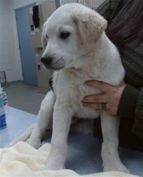 Labrador Retriever and Mixed Breed Dogs Available for Adoption in Salinas, California - BANDIT | PetCurious