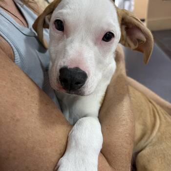 Rachael -  American Staffordshire Terrier Dog for Adoption - Rachael | PetCurious