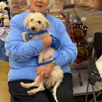 MALTY -  Poodle Dog for Adoption in Waterford, New Jersey - MALTY | PetCurious