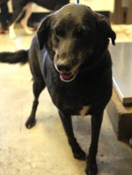 Chloe -  Labrador Retriever and Mixed Breed Dog for Adoption in Bowling Green, Kentucky - Chloe | PetCurious