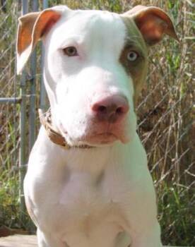 Rescue Mixed Breed Dogs for Adoption in West Chester, Pennsylvania - Cooper | PetCurious