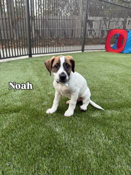 Labrador Retriever and Pointer Dogs Available for Adoption - Noah | PetCurious