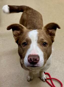 BROWNY -  Border Collie and Mixed Breed Dog for Adoption in Derwood, Maryland - BROWNY | PetCurious