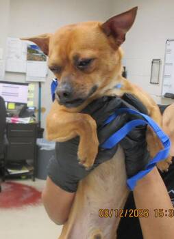 (206) -  Chihuahua Dog for Adoption in Marietta, Georgia - (206) | PetCurious