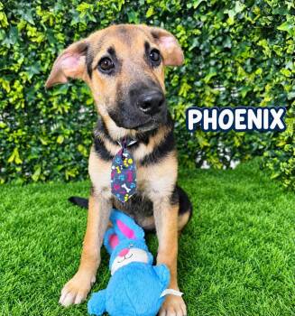 Phoenix -  German Shepherd Dog Dog for Adoption in Lucas, Texas - Phoenix | PetCurious