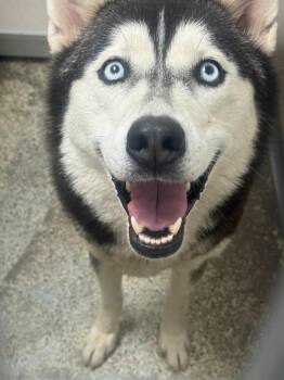 Smuckers -  Husky Dog for Adoption in Little Rock, Arkansas - Smuckers | PetCurious