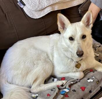 German Shepherd Dog Dogs Available for Adoption in Greenlawn, New York - Kira | PetCurious