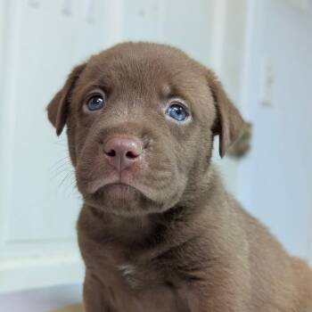 Sam Sam -  Mixed Breed Dog for Adoption in Leander, Texas - Sam Sam | PetCurious
