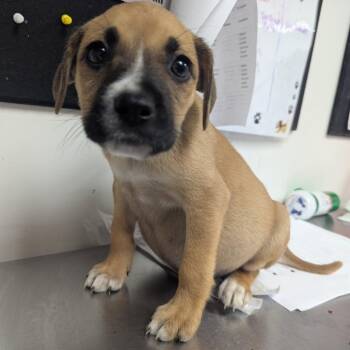 Martha -  Terrier Dog Available for Adoption in Birmingham, Alabama - Martha | PetCurious