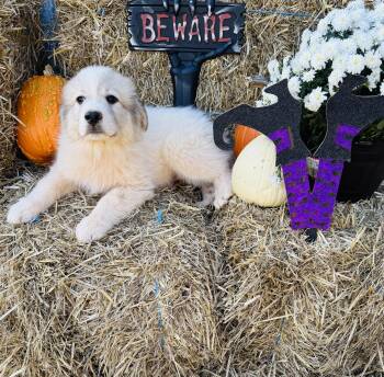 Rescue Great Pyrenees Dogs for Adoption in Albemarle, North Carolina - Salem | PetCurious