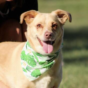 Teddy -  Labrador Retriever and Corgi Dog for Adoption in Columbia, South Carolina - Teddy | PetCurious