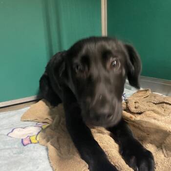 Labrador Retriever Dogs Available for Adoption - Sunflower | PetCurious