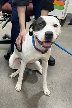 Rescue Terrier Dogs for Adoption - HAROLD | PetCurious