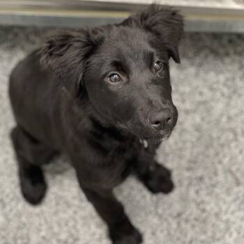 Mixed Breed Dogs Available for Adoption - Ziggy | PetCurious