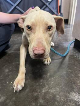 Pit Bull Terrier Dogs Available for Adoption in Rockwall, Texas - Found Stray: Odessa | PetCurious