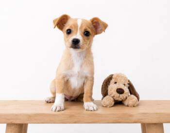 Posie -  Pomeranian and Chihuahua Dog for Adoption in Corona, California - Posie | PetCurious