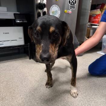 Mixed Breed Dogs Available for Adoption in Englewood, Florida - Basil | PetCurious