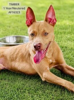 Timber -  Pit Bull Terrier Dog for Adoption - Timber | PetCurious