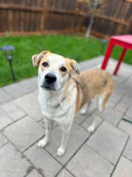 Rescue Labrador Retriever and Shepherd Dogs for Adoption in Newmarket, Ontario - Tseha | PetCurious