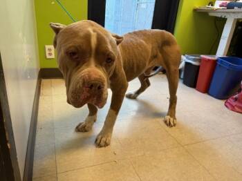 Rescue Pit Bull Terrier and Mixed Breed Dogs for Adoption in Kent, Washington - MERL | PetCurious