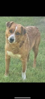 Rescue Cattle Dog Dogs for Adoption in Great Bend, Kansas - Little Bear | PetCurious
